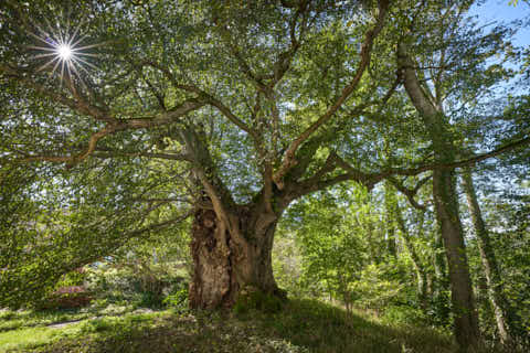 Gemeinde Kraiburg Landkreis Mühldorf Alte Linde Naturdenkmal (Dirschl Johann) Deutschland MÜ